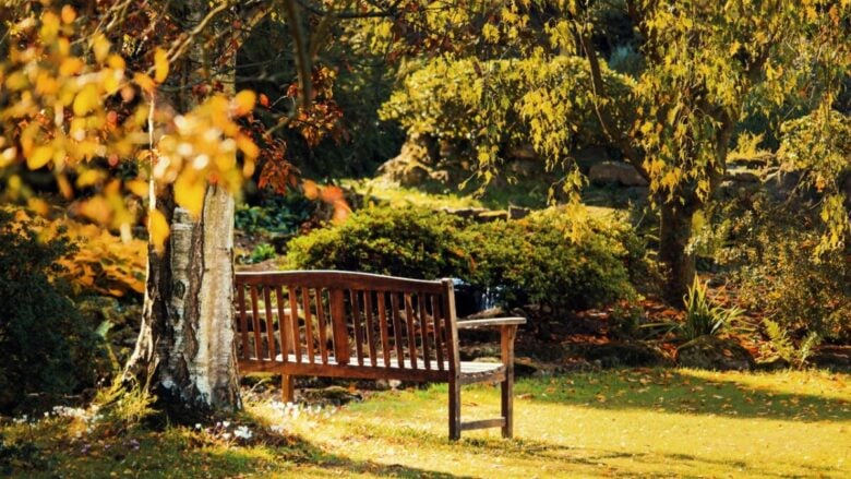 Perché l’autunno è il periodo migliore per piantare alberi e arbusti in giardino…