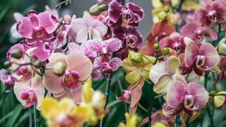 Il Borgo delle Orchidee, un gioiello medioevale ai piedi della Majella