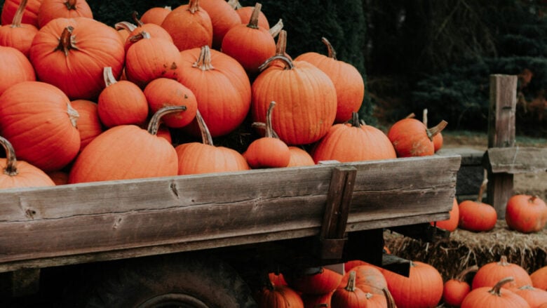 4 Pumpkin Patch in Italia dove assaporare la magia dell’Autunno