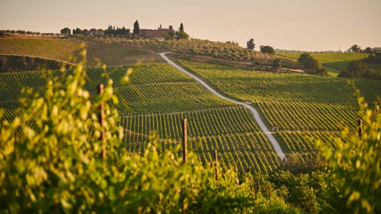 I vigneti urbani più belli d’Italia da visitare assolutamente questo Autunno