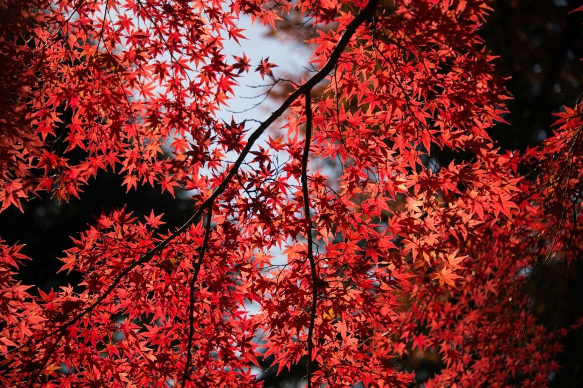 Perché l’autunno è il periodo migliore per piantare alberi e arbusti in giardino…