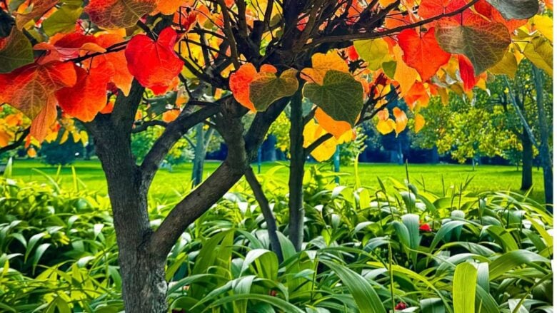 5 splendidi Giardini italiani da scoprire in autunno: esplodono di colori magici!