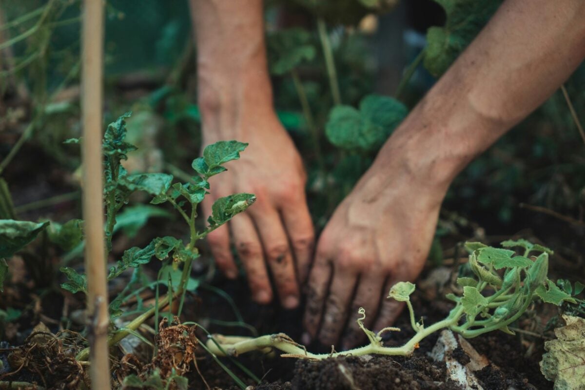 Perché l’autunno è il periodo migliore per piantare alberi e arbusti in giardino…
