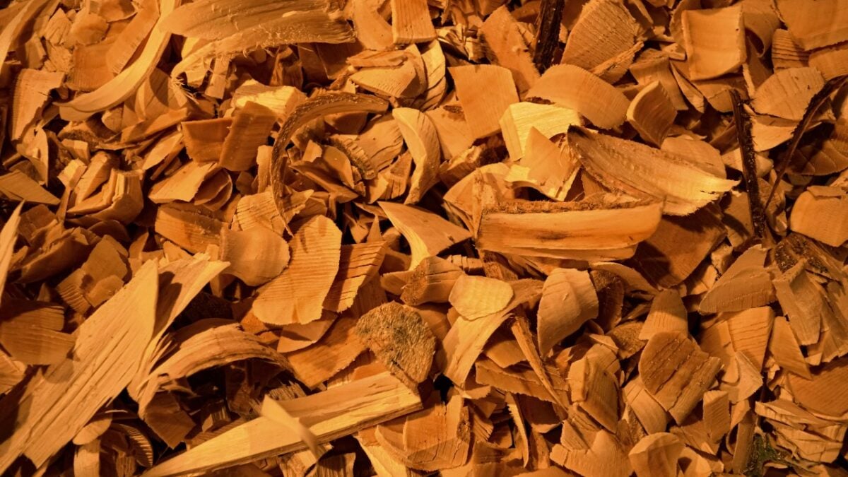 Profumi al Legno di Sandalo: 6 fragranze calde e avvolgenti da indossare questo autunno