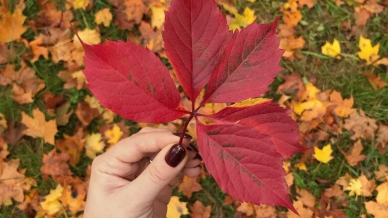 Cosy nails: ecco i colori giusti per una manicure che scalda l’autunno