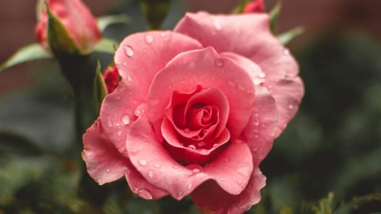 Acqua di rose: i benefici e i prodotti da provare per un pelle fresca e luminosa