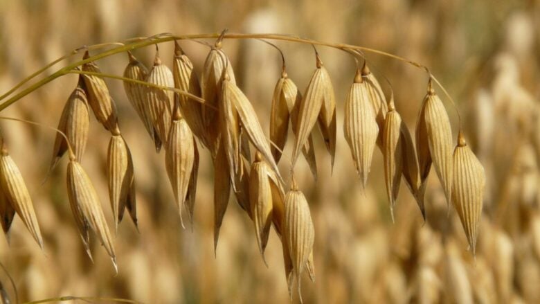 Un segreto di bellezza che in pochi conoscono: scopri i benefici dell’avena per pelle e capelli