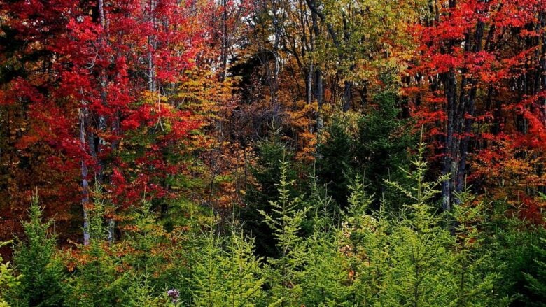 Ecco dove ammirare il foliage autunnale a pochi passi da Milano…