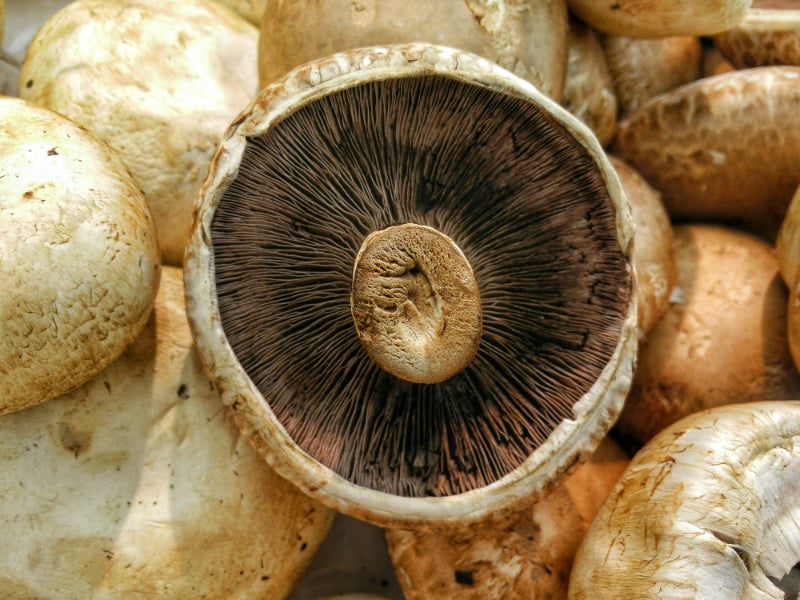 4 sagre italiane a base di tartufo, castagne e funghi dove andare a Ottobre 4 sagre italiane a base di tartufo, castagne e funghi dove andare a Ottobre