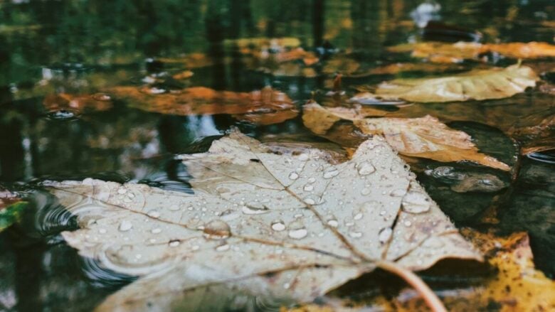 Freschi ed evocativi, i profumi che sanno di Pioggia sono le fragranze perfette per l’autunno