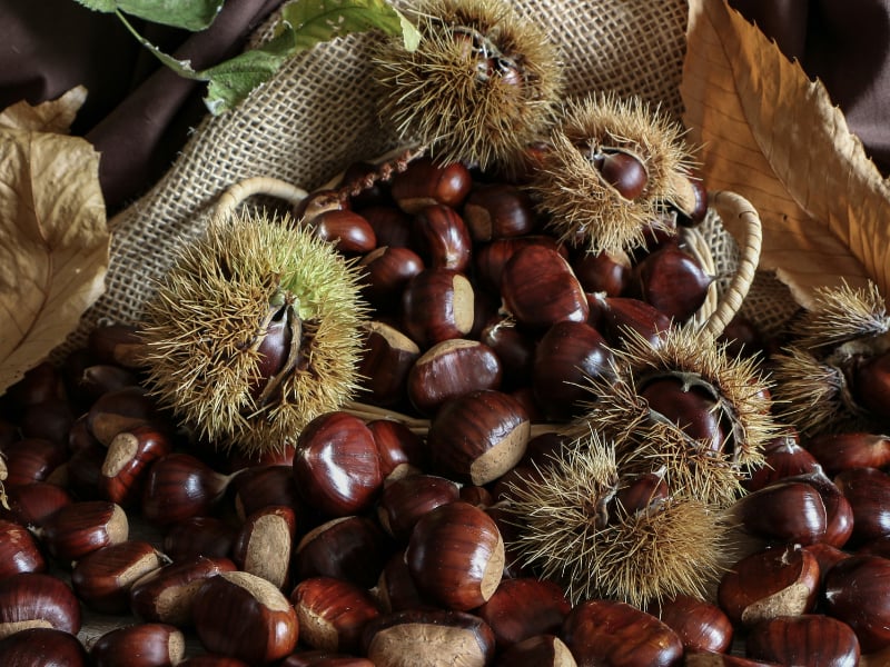 4 sagre italiane a base di tartufo, castagne e funghi dove andare a Ottobre 4 sagre italiane a base di tartufo, castagne e funghi dove andare a Ottobre