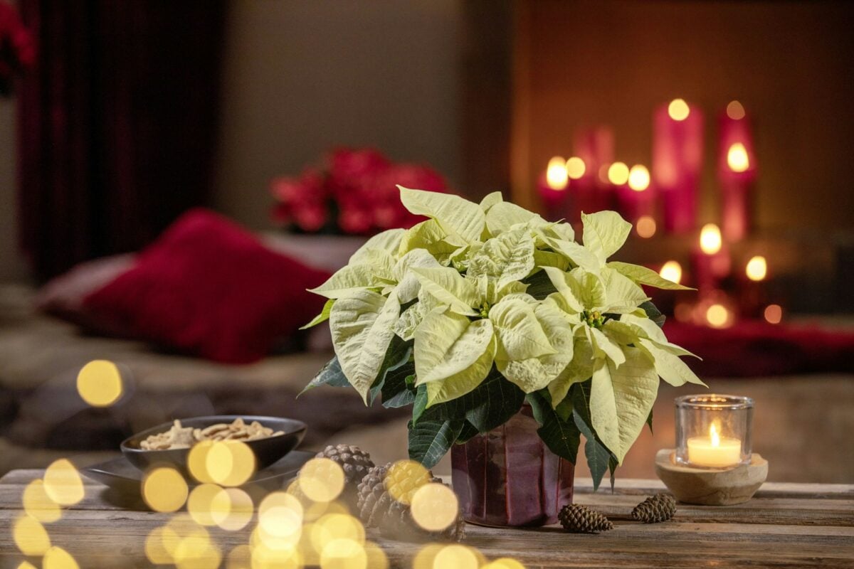 Natale eco-friendly: idee creative e decorazioni green per le Feste 2025