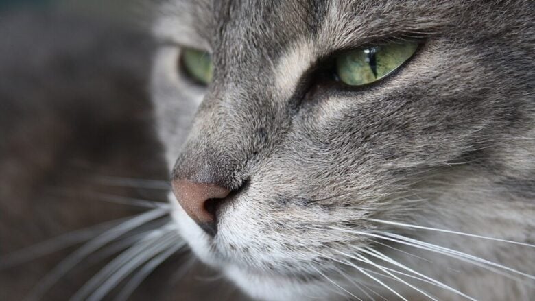 Questa località piemontese è nota per essere il borgo dei gatti, una vera scoperta