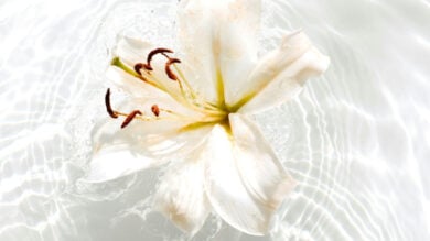 Le creme corpo alla Vaniglia per una Primavera super dolce