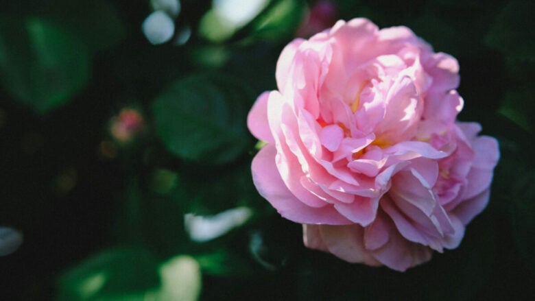 I profumi alla rosa, freschi ma persistenti, per una Primavera indimenticabile