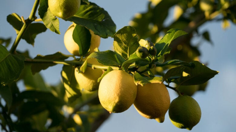 Qui i profumi al limone per dare una scossa alle giornate di Primavera