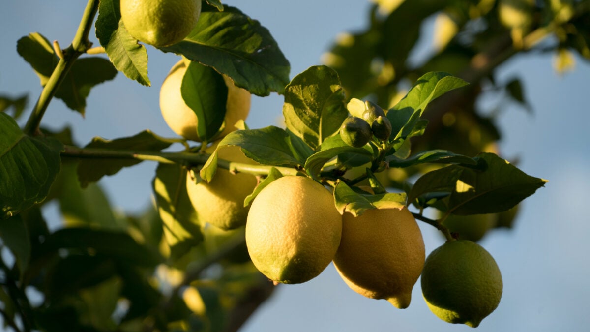 Qui i profumi al limone per dare una scossa alle giornate di Primavera Qui i profumi al limone per dare una scossa alle giornate di Primavera