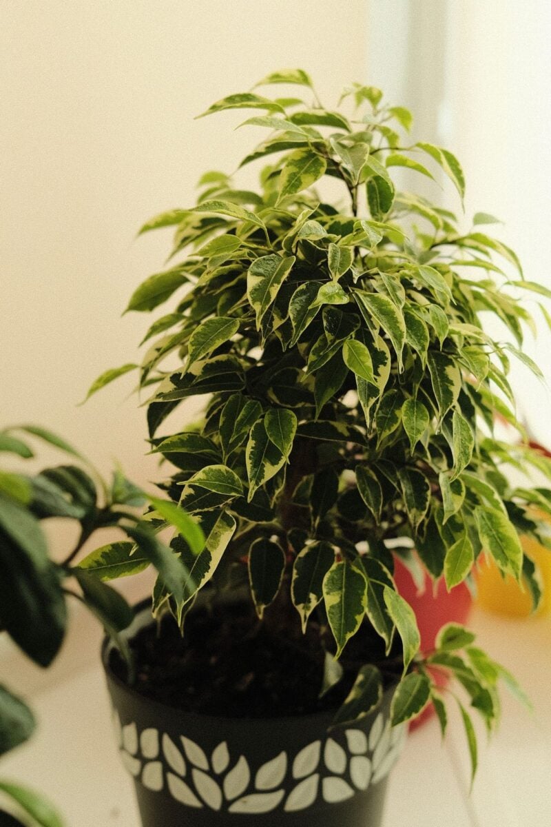 Piante da interno che aiutano a rinfrescare la casa: le 5 varietà più efficaci contro il caldo estivo Piante da interno che aiutano a rinfrescare la casa: le 5 varietà più efficaci contro il caldo estivo