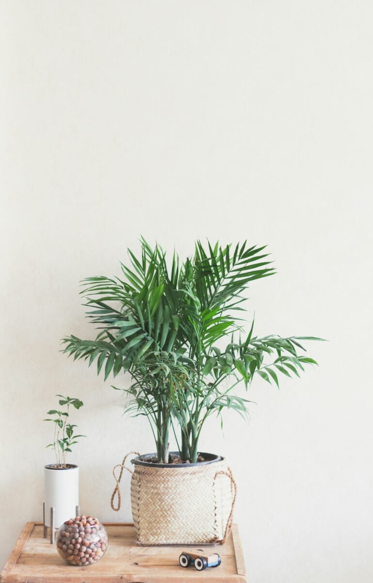 Piante da interno che aiutano a rinfrescare la casa: le 5 varietà più efficaci contro il caldo estivo Piante da interno che aiutano a rinfrescare la casa: le 5 varietà più efficaci contro il caldo estivo