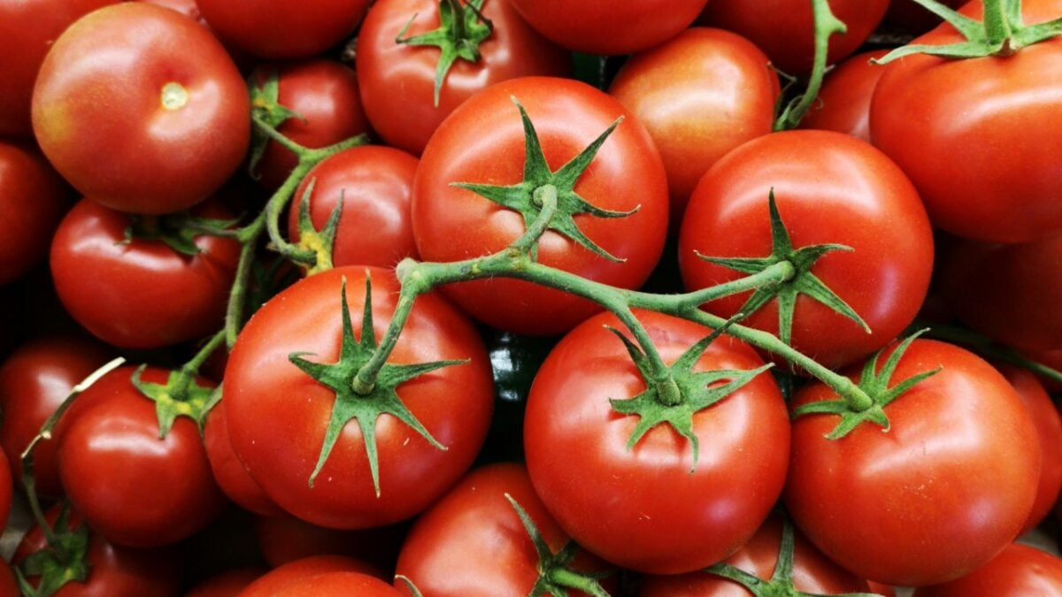 Pomodori in vaso: i trucchi che trasformano il tuo balcone in un piccolo orto Pomodori in vaso: i trucchi che trasformano il tuo balcone in un piccolo orto