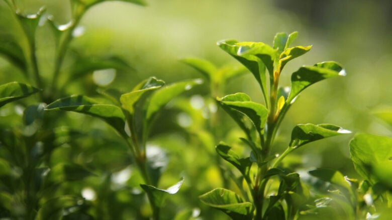 Freschi e leggeri, i profumi al tè verde sono il must beauty dell’Estate 2026