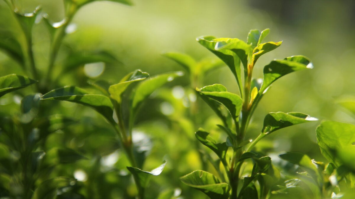 Freschi e leggeri, i profumi al tè verde sono il must beauty dell’Estate 2026 Freschi e leggeri, i profumi al tè verde sono il must beauty dell’Estate 2026