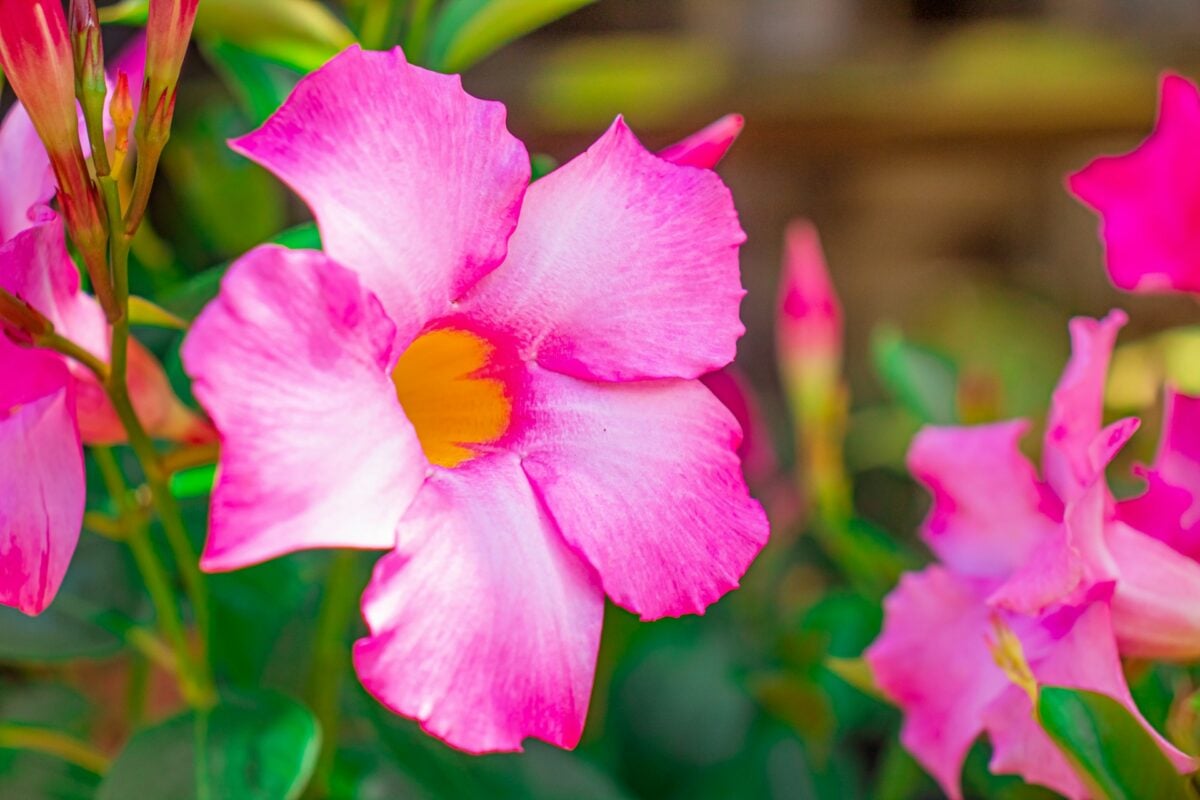 Dimentica gerani e bougainvillea: ecco la pianta che non teme il sole e regala fiori fino all’autunno… Dimentica gerani e bougainvillea: ecco la pianta che non teme il sole e regala fiori fino all’autunno…