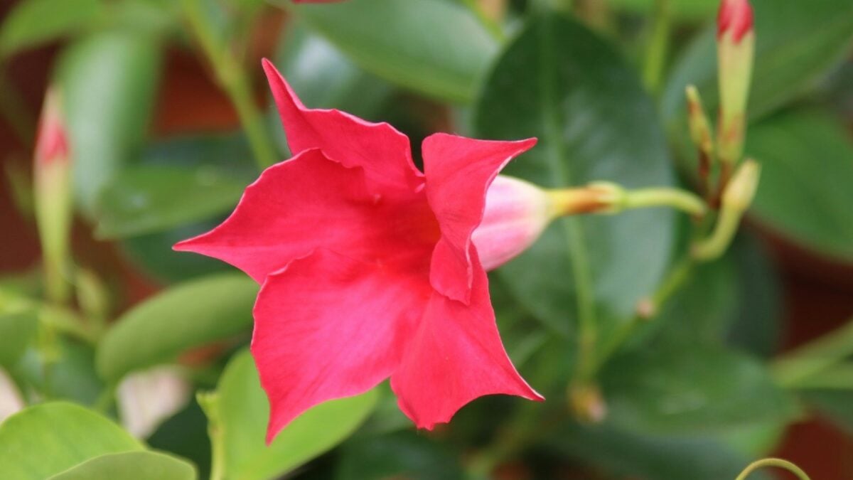 Dimentica gerani e bougainvillea: ecco la pianta che non teme il sole e regala fiori fino all’autunno… Dimentica gerani e bougainvillea: ecco la pianta che non teme il sole e regala fiori fino all’autunno…