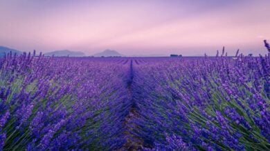 Demonte, il borgo della lavanda in Piemonte: dove vedere la fioritura più spettacolare di giugno