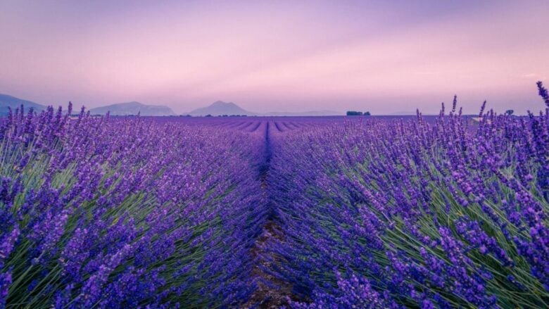 Demonte, il borgo della lavanda in Piemonte: dove vedere la fioritura più spettacolare di giugno