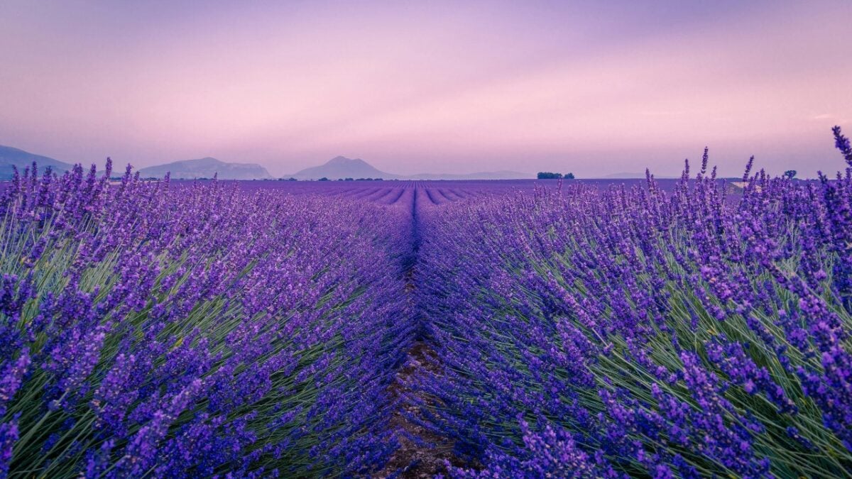 Demonte, il borgo della lavanda in Piemonte: dove vedere la fioritura più spettacolare di giugno Demonte, il borgo della lavanda in Piemonte: dove vedere la fioritura più spettacolare di giugno