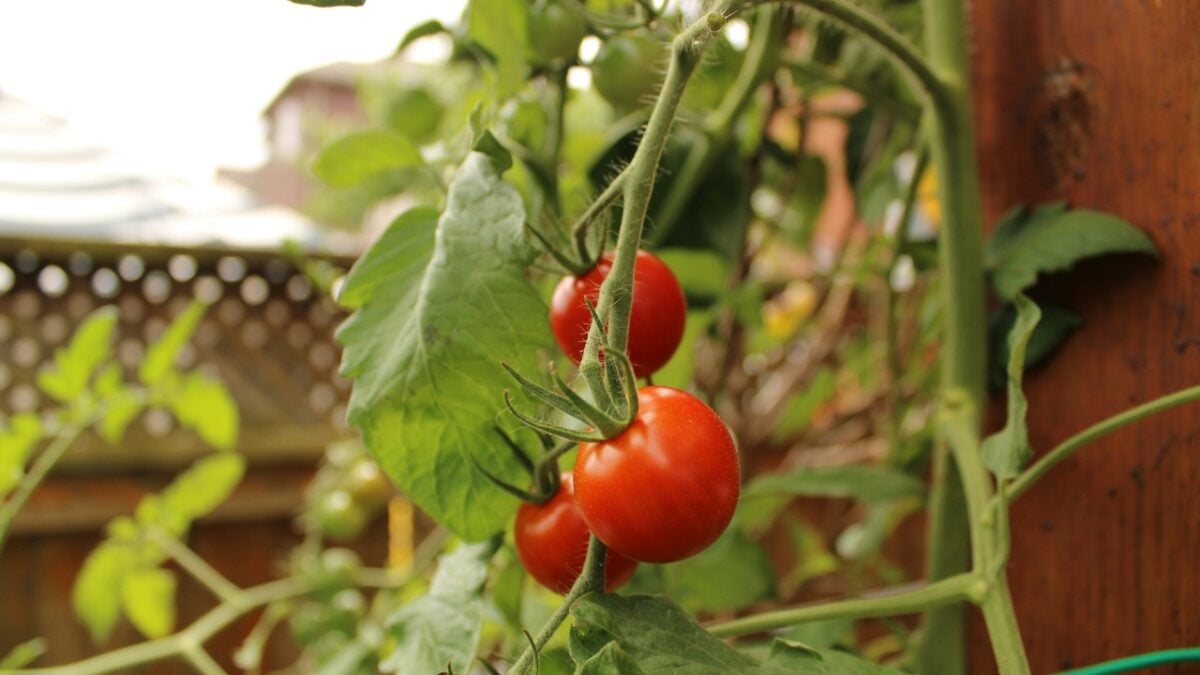 Pomodori in vaso: i trucchi che trasformano il tuo balcone in un piccolo orto Pomodori in vaso: i trucchi che trasformano il tuo balcone in un piccolo orto