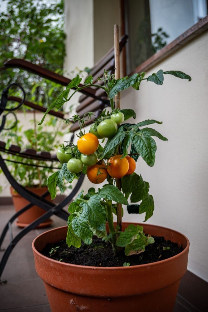 Pomodori in vaso: i trucchi che trasformano il tuo balcone in un piccolo orto Pomodori in vaso: i trucchi che trasformano il tuo balcone in un piccolo orto