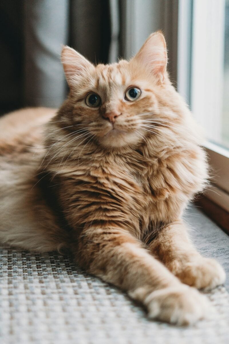 Una Casa perfetta per il tuo gatto: ti sveliamo come renderla sicura e confortevole Una Casa perfetta per il tuo gatto: ti sveliamo come renderla sicura e confortevole