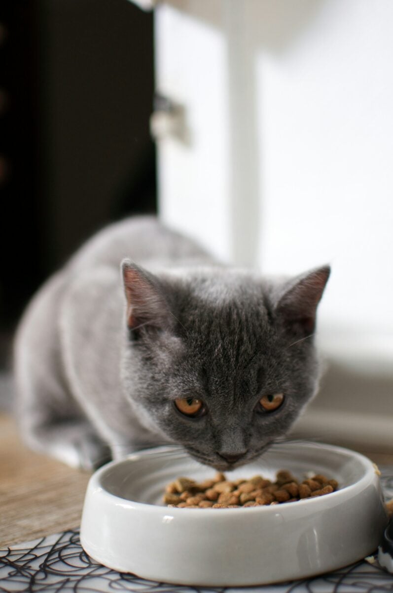 Una Casa perfetta per il tuo gatto: ti sveliamo come renderla sicura e confortevole Una Casa perfetta per il tuo gatto: ti sveliamo come renderla sicura e confortevole