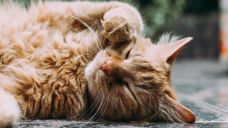 Una Casa perfetta per il tuo gatto: ti sveliamo come renderla sicura e confortevole