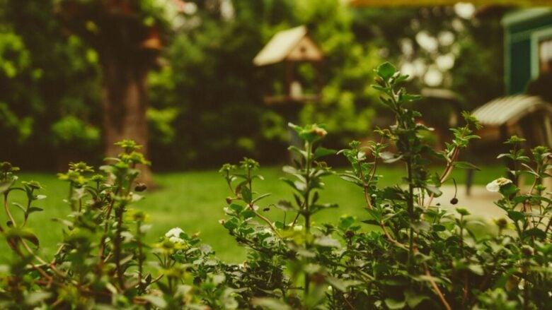 Il segreto dei giardinieri per un prato perfetto in estate: gli errori da evitare quando fa molto caldo