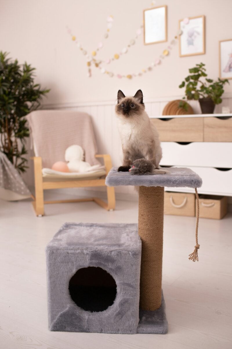 Una Casa perfetta per il tuo gatto: ti sveliamo come renderla sicura e confortevole Una Casa perfetta per il tuo gatto: ti sveliamo come renderla sicura e confortevole