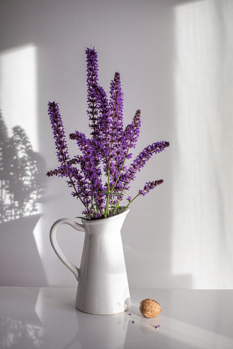 Lavanda in vaso sana e rigogliosa: non commettere questi 3 errori