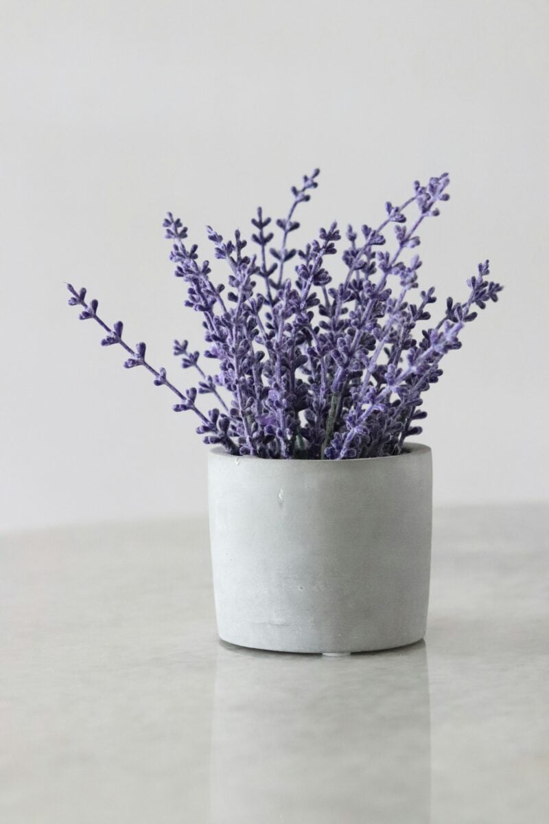 Lavanda in vaso sana e rigogliosa: non commettere questi 3 errori