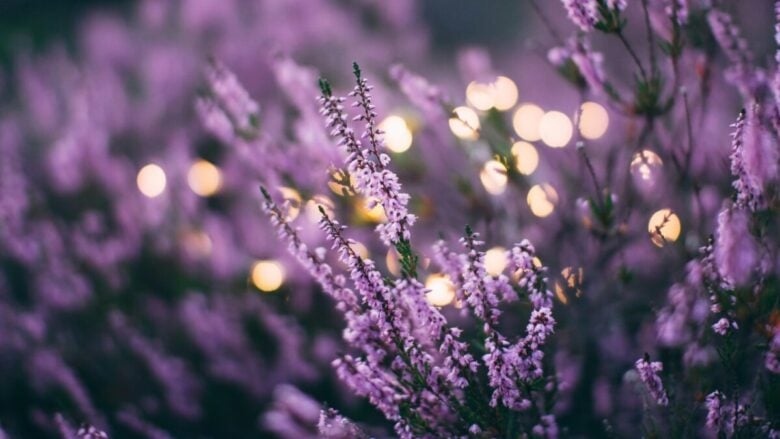 Lavanda in vaso sana e rigogliosa: non commettere questi 3 errori