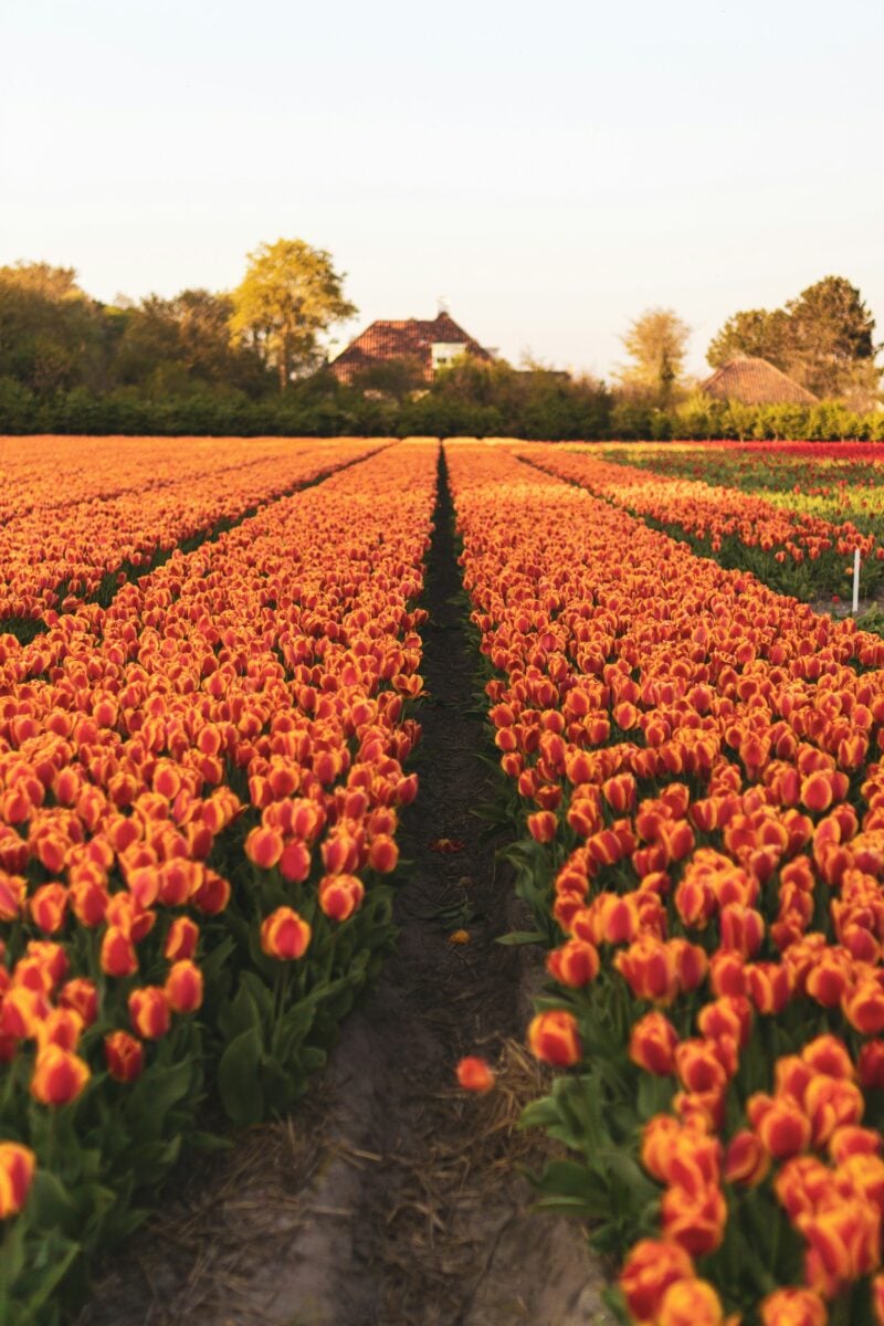 I parchi più belli d’Europa per ammirare il foliage: dove vedere i colori dell’autunno I parchi più belli d’Europa per ammirare il foliage: dove vedere i colori dell’autunno