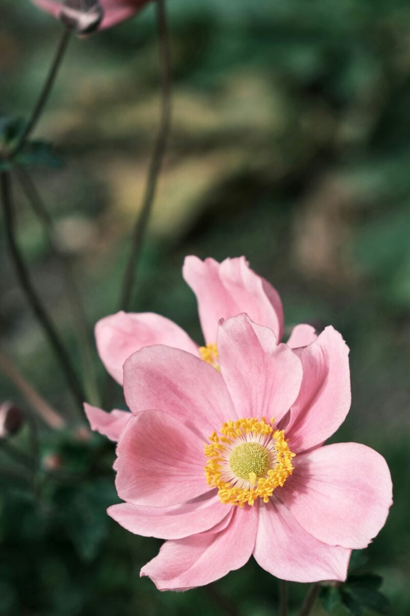 Né gerani né ortensie: è questa la pianta che regala fiori al tuo giardino anche quando l’estate finisce Né gerani né ortensie: è questa la pianta che regala fiori al tuo giardino anche quando l’estate finisce