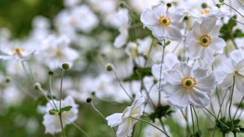 Né gerani né ortensie: è questa la pianta che regala fiori al tuo giardino anche quando l’estate finisce