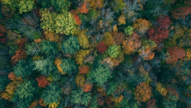 Foliage autunnale in Italia: 5 luoghi dove ammirare i colori dell’autunno