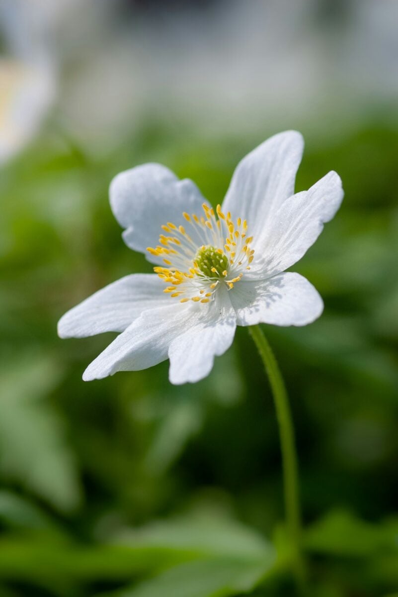 Né gerani né ortensie: è questa la pianta che regala fiori al tuo giardino anche quando l’estate finisce Né gerani né ortensie: è questa la pianta che regala fiori al tuo giardino anche quando l’estate finisce