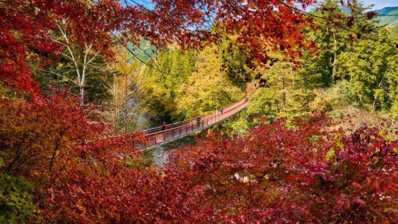 Autunno a Tokyo: dove ammirare il foliage fino ai primi di dicembre