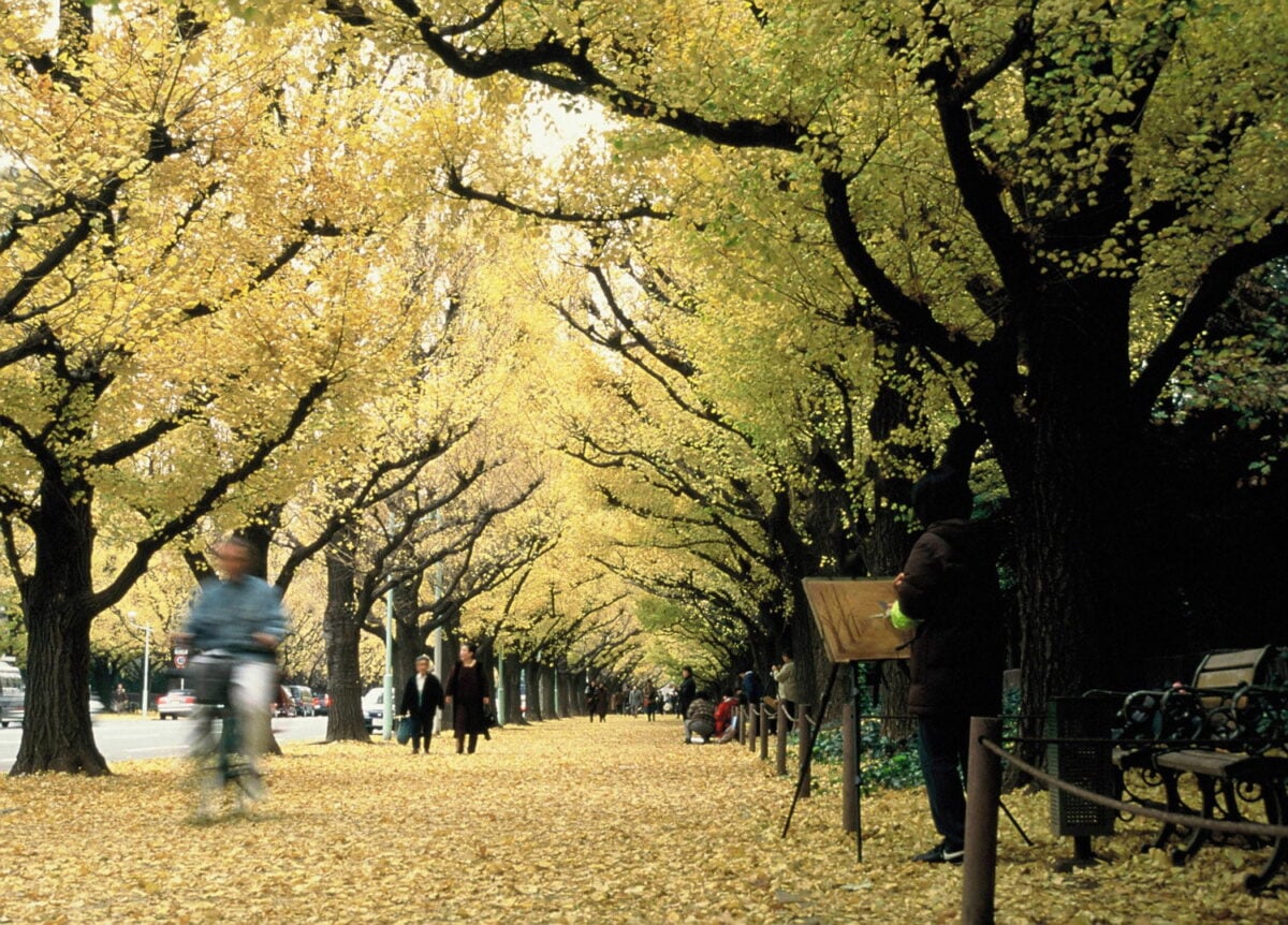 Autunno a Tokyo: dove ammirare il foliage fino ai primi di dicembre