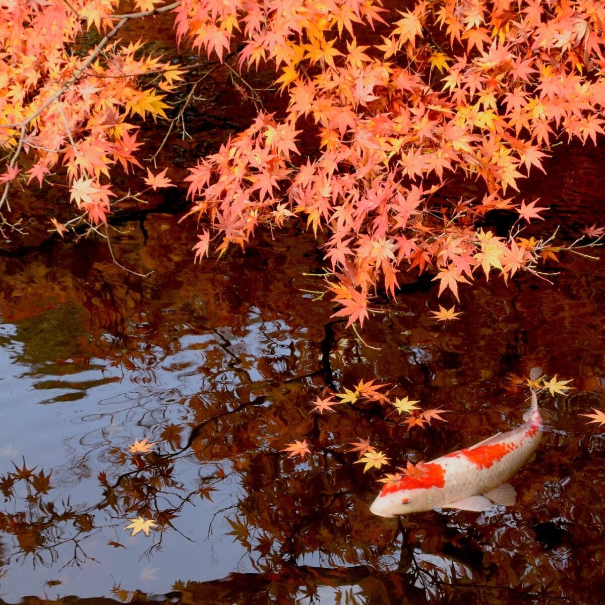 Autunno a Tokyo: dove ammirare il foliage fino ai primi di dicembre