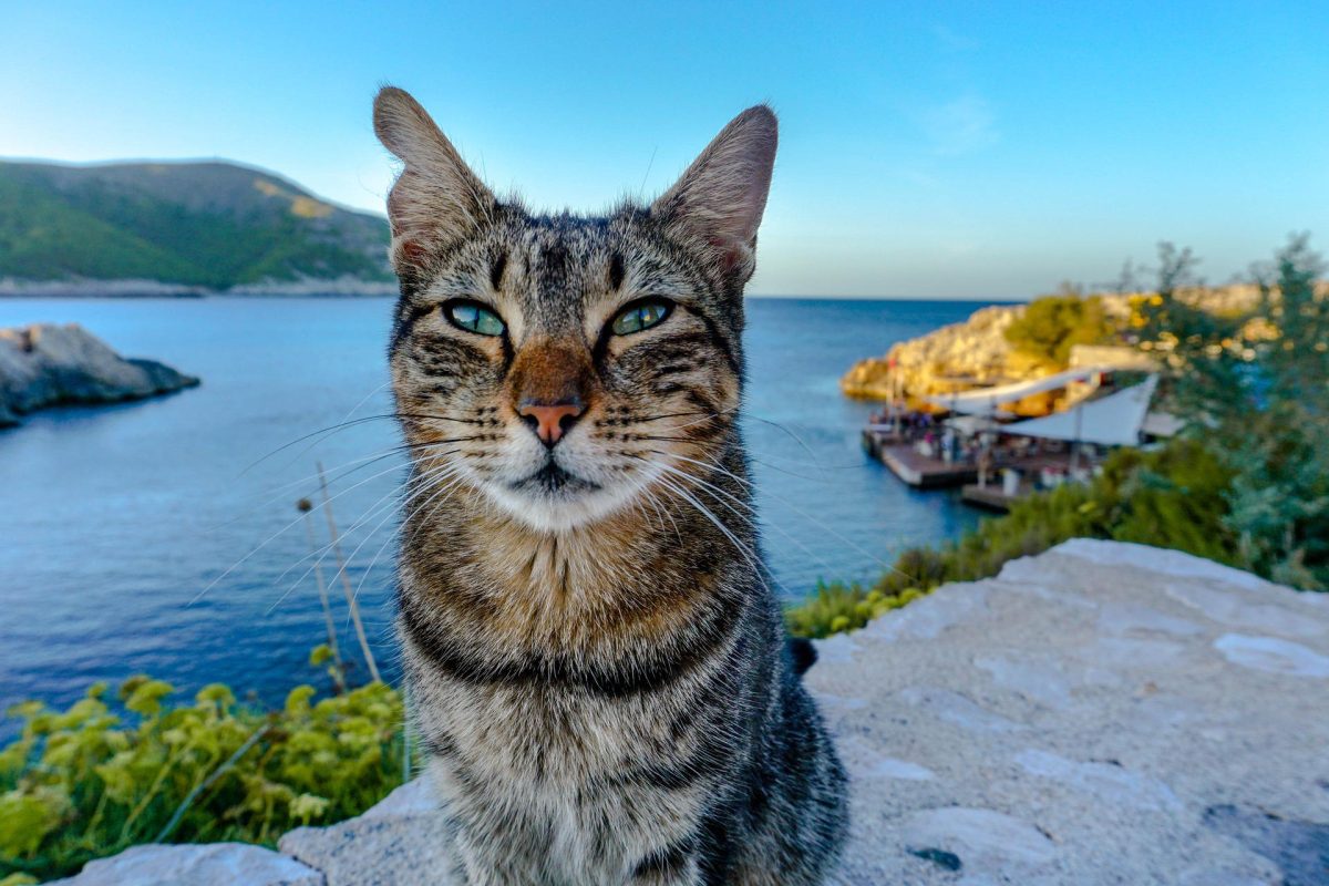 In Viaggio con il Gatto: 4 consigli per una vacanza sicura con il proprio Micio!